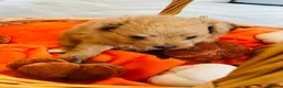 Pomapoo dogs for sale: Stunning pomapoo puppies - Advert 13