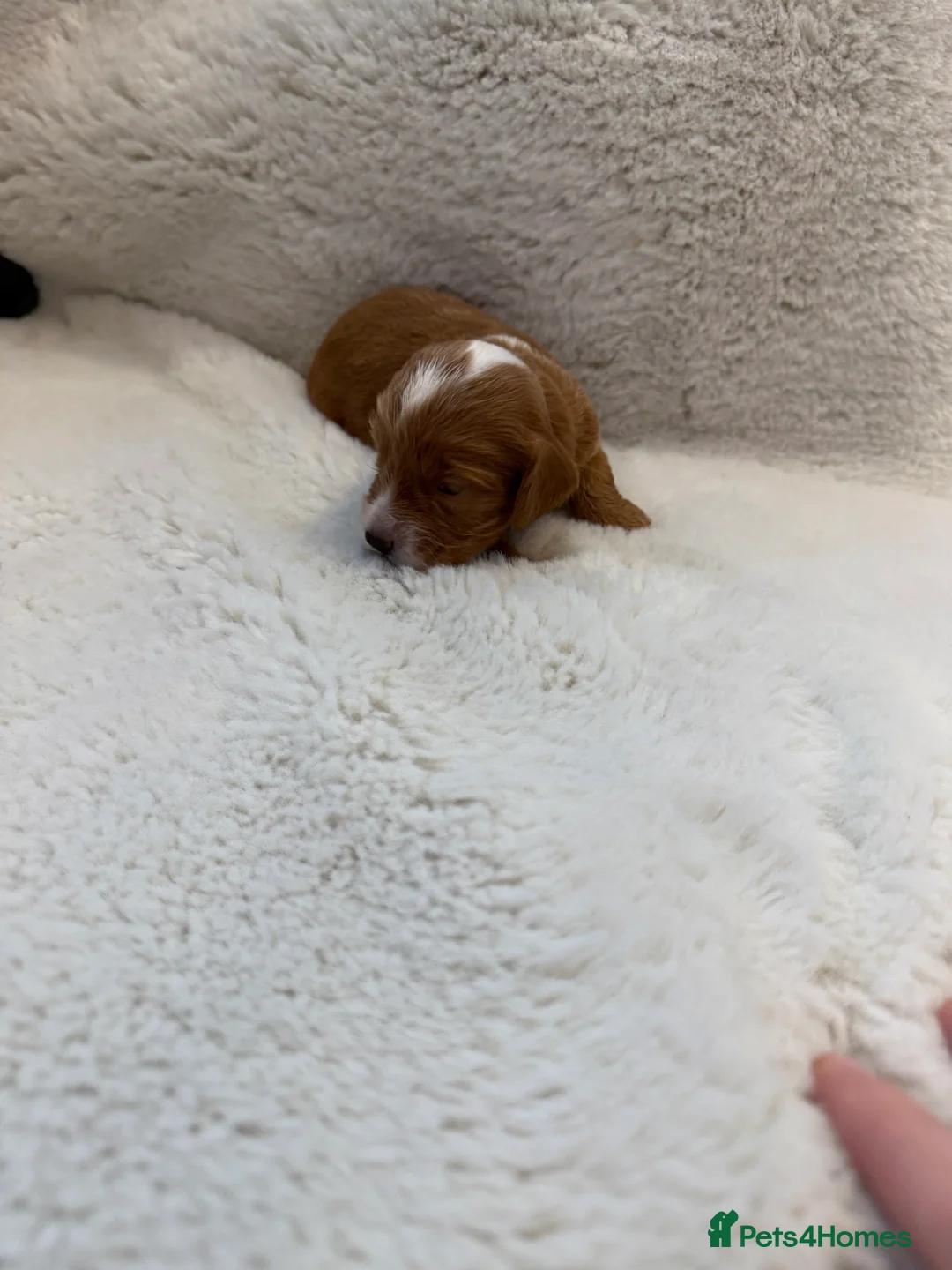 Cockapoo dogs for sale: F1 stunning cockerpoo puppies - Advert 7