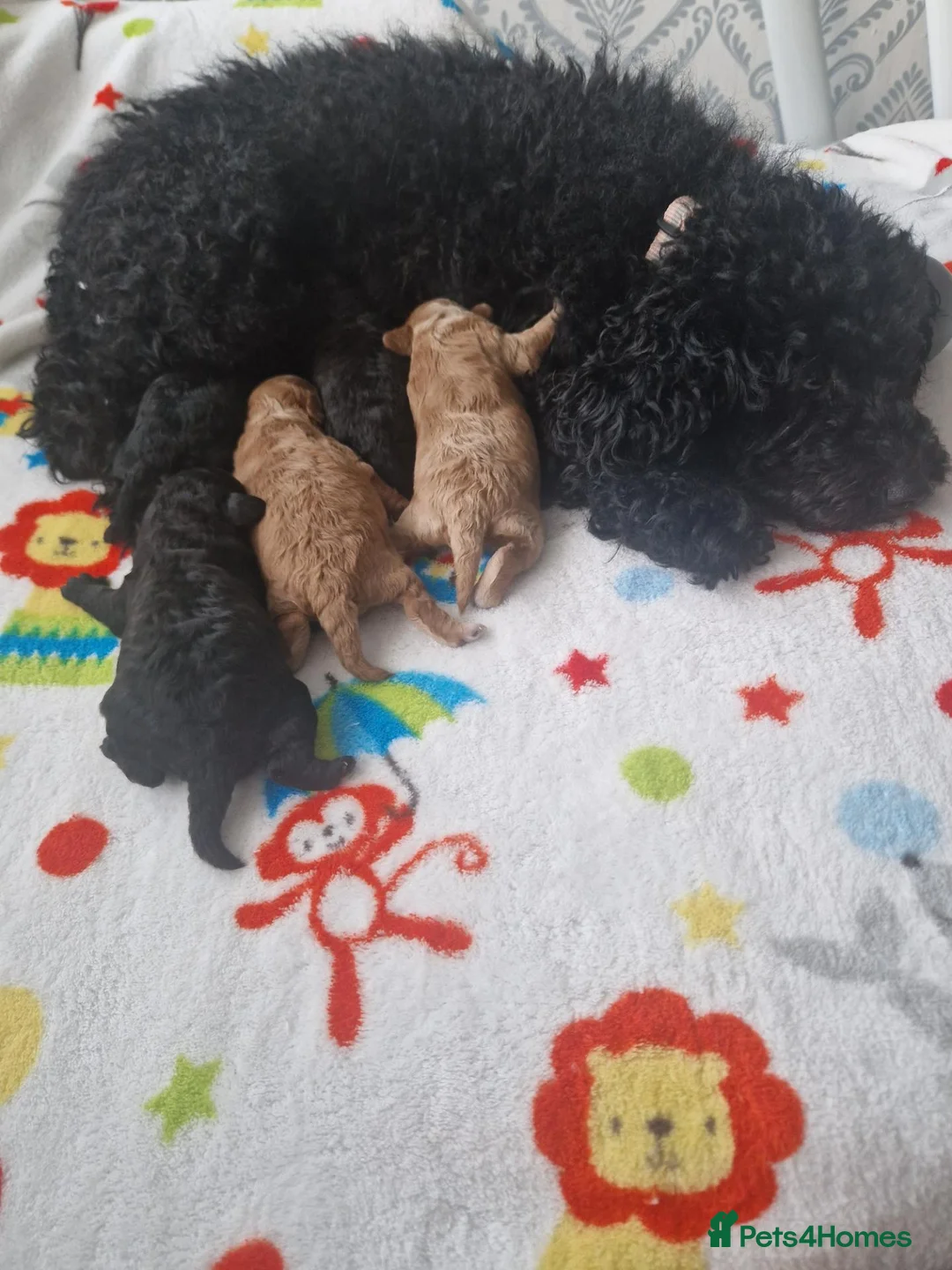 Toy Poodle dogs for sale: Toy poodle - Advert 4