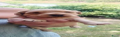 Jackapoo 2