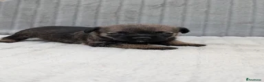 Dark Grizzle female 