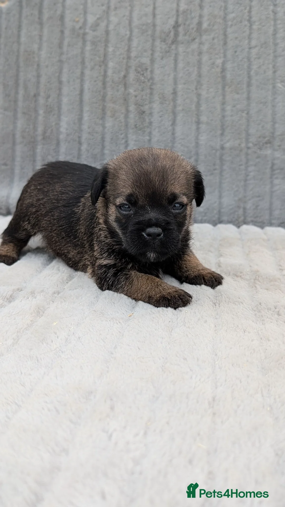 Border Terrier dogs for sale: Beautiful Border Terrier Pups (KC Reg) - Advert 6