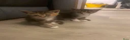 Mixed Breed cats for sale: Beautiful kittens - Advert 12