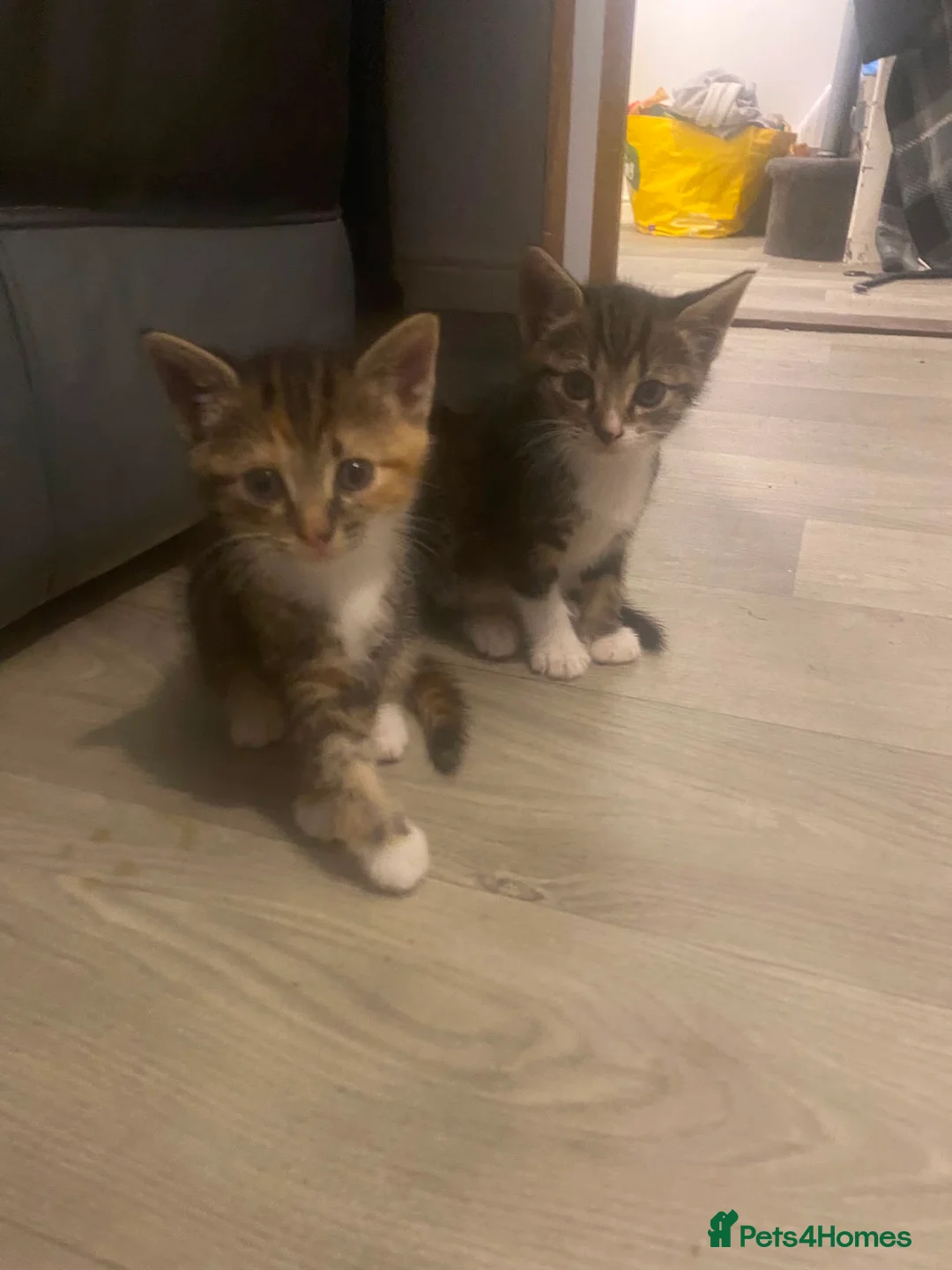 Mixed Breed cats for sale: Beautiful kittens - Advert 12