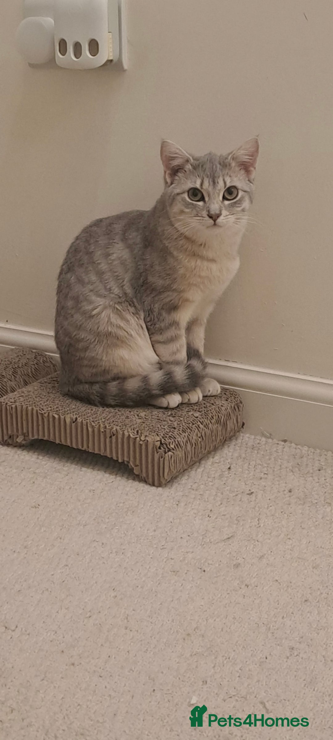 Mixed Breed cats Quarter Bengal kittens, looking for forever homes  - Advert 18