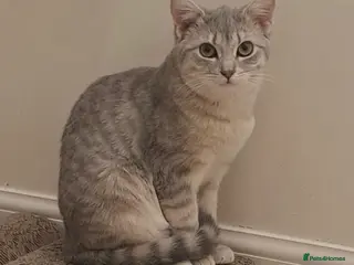 Mixed Breed cats Quarter Bengal kittens, looking for forever homes - Advert 18