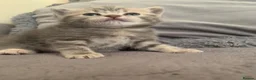 Scottish Fold cats for sale: 🌸PURE BREED SCOTTISH FOLD KITTENS🌸 - Advert 21