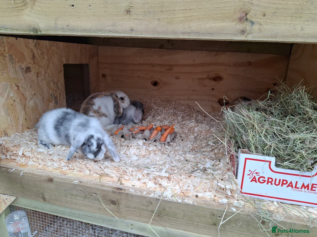 Mini Lop rabbits for sale: Young lop bunnies  - Advert 3