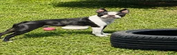 Boston Terrier dogs for stud: Boston Terriers for Stud  - Advert 2