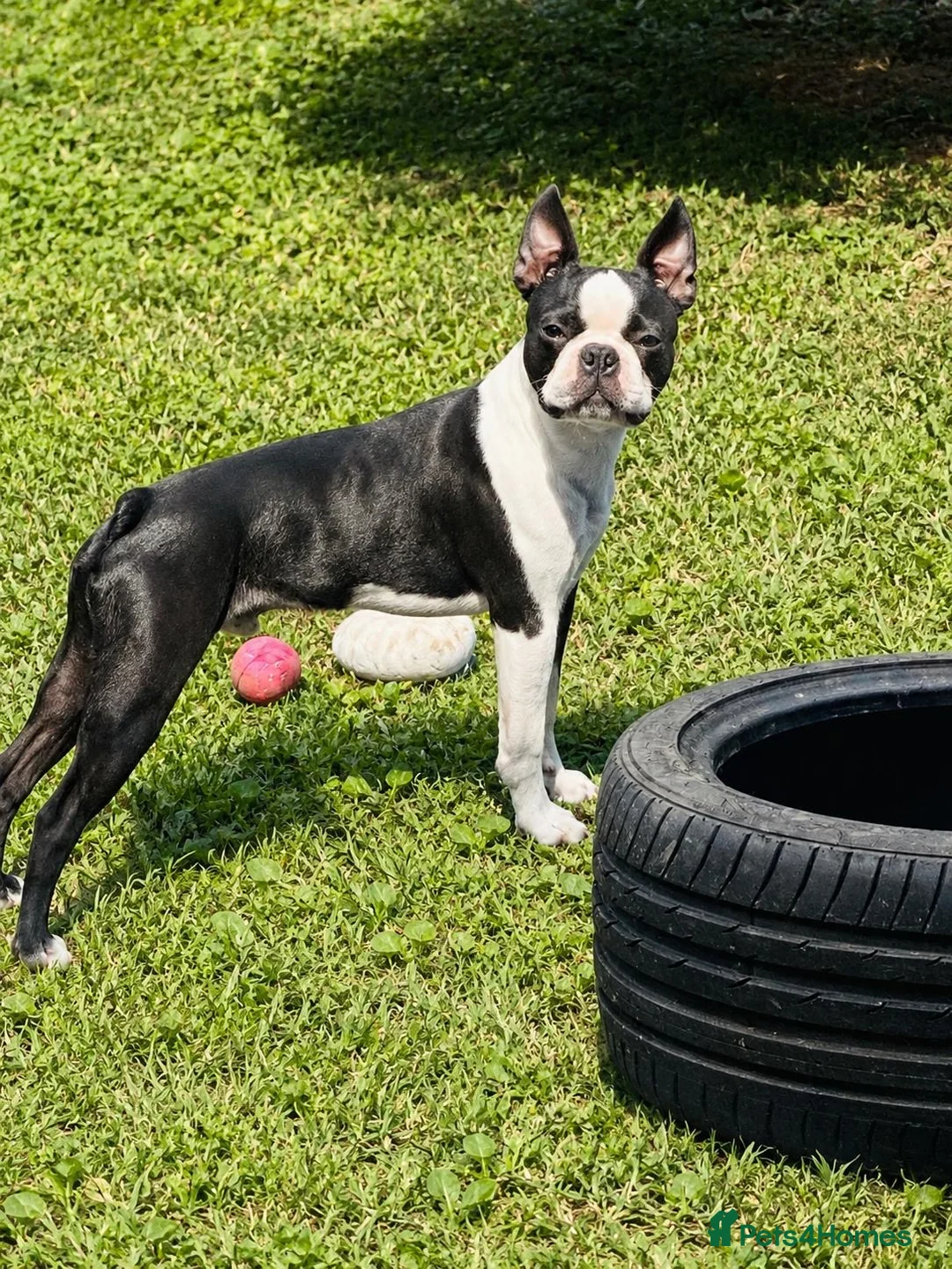 Boston Terrier dogs for stud: Boston Terriers for Stud  - Advert 2