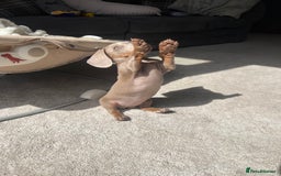 Miniature Dachshund dogs for sale: Female miniature dachshund - Image 3