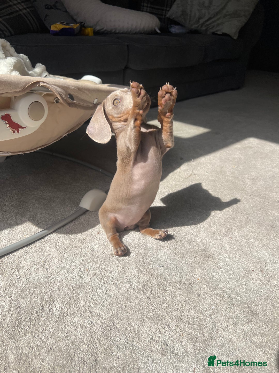 Miniature Dachshund dogs for sale: Female miniature dachshund - Image 3