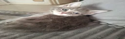 Domestic Shorthair cats for sale: Kittens for sale - Advert 12