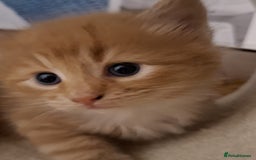 Mixed Breed cats for sale: 4 gorgerous kittens - Image 28