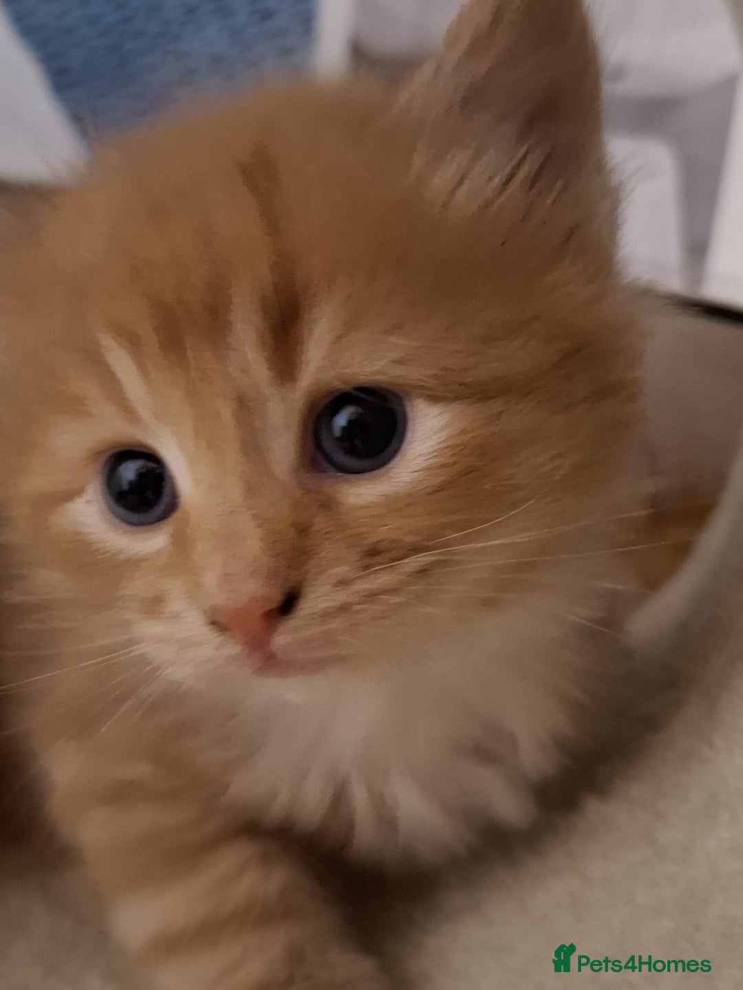 Mixed Breed cats for sale: 4 gorgerous kittens - Image 28