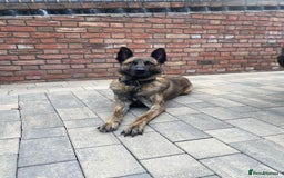 Mixed Breed dogs for sale: Meet Kenzo – The Perfect Family protector - Image 1