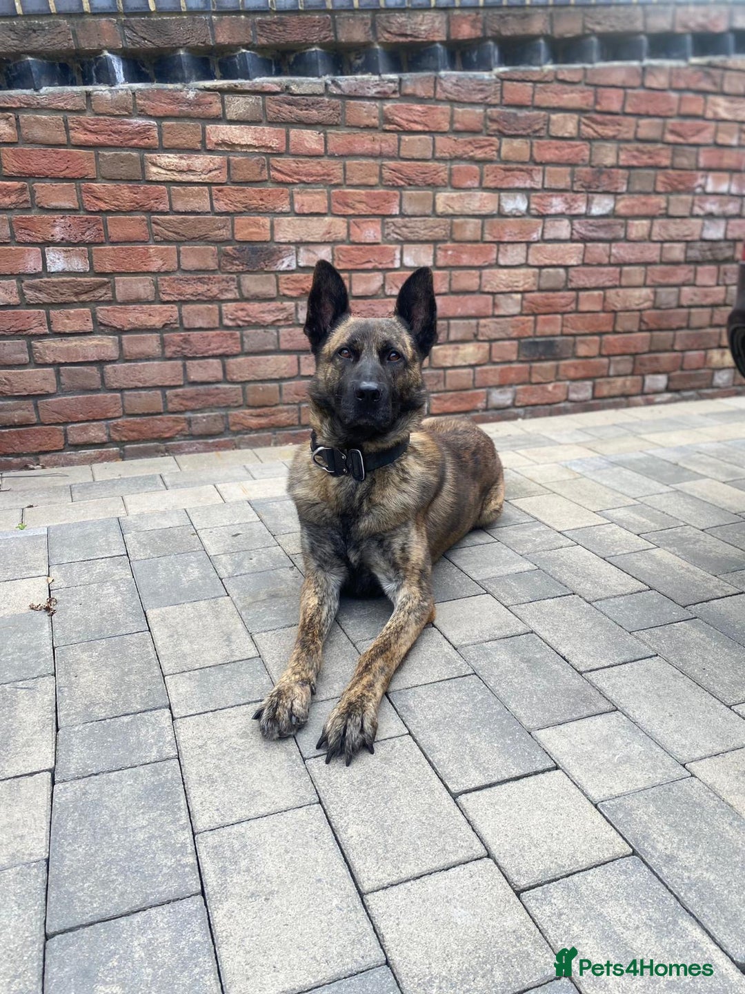 Mixed Breed dogs for sale: Meet Kenzo – The Perfect Family protector - Image 1