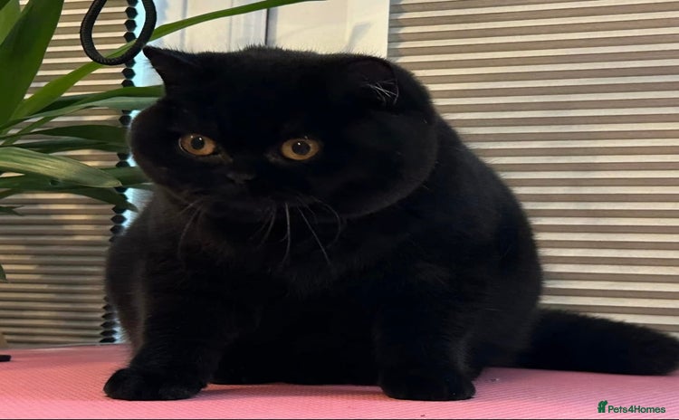 British Shorthair cats Gorgeous Quality British Kittens - Advert 2