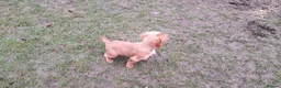 Cocker Spaniel dogs for sale: Working Cocker Spaniel - Advert 16