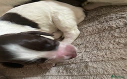 Sprocker dogs for sale: Sprocker puppys - Image 6