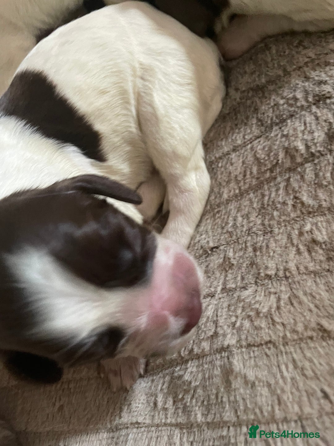 Sprocker dogs for sale: Sprocker puppys - Image 6