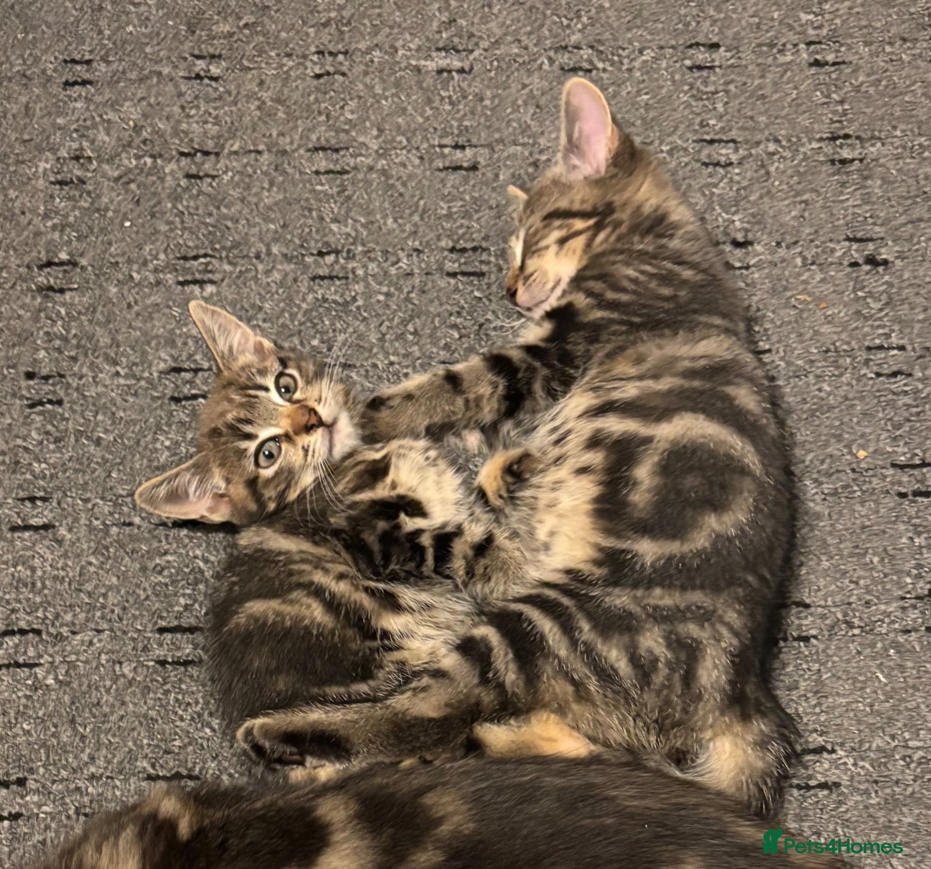 Mixed Breed cats 2 Female Kittens Ready To Go - Advert 19