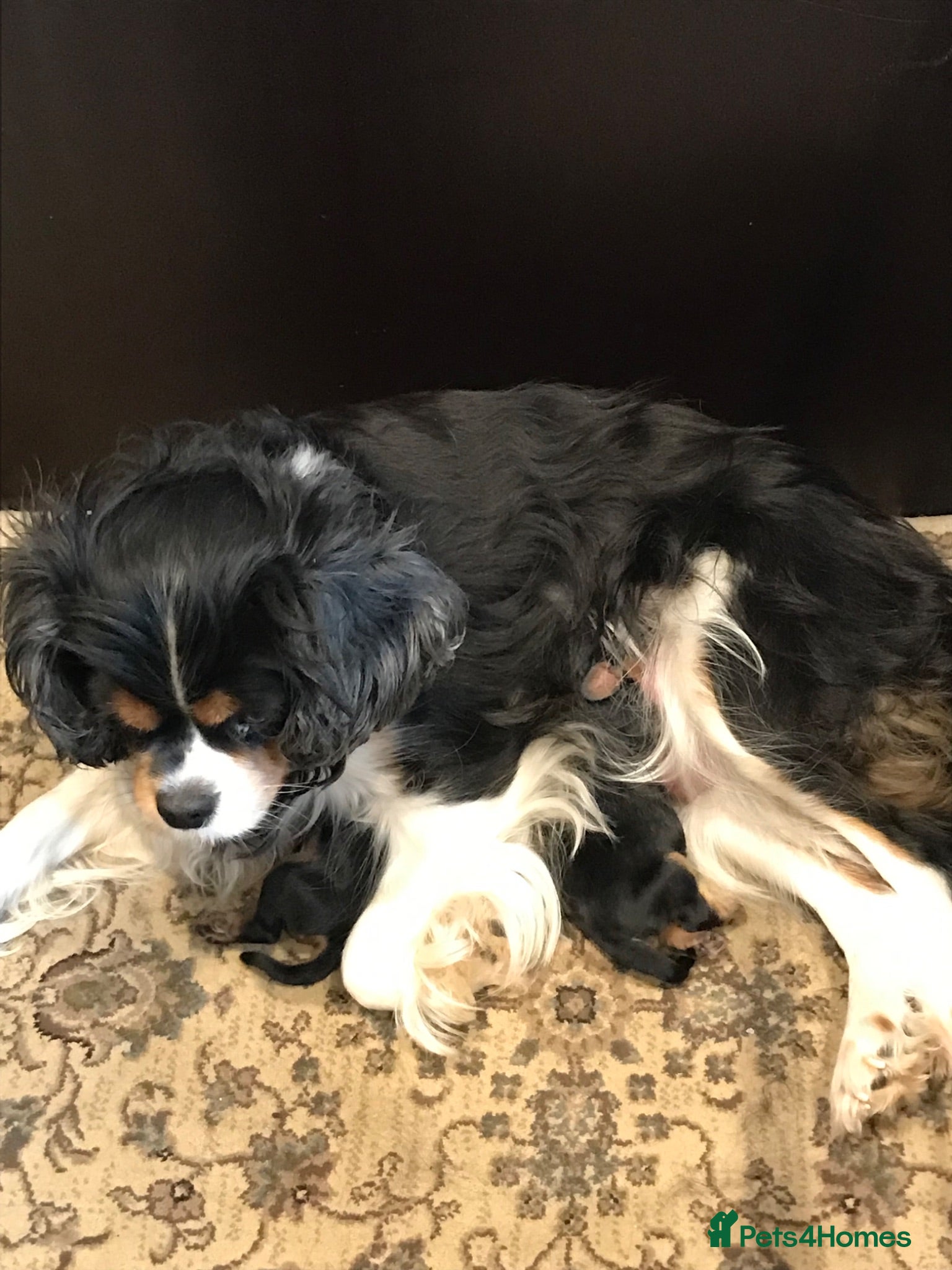 Cavalier King Charles Spaniel dogs Cavalier King Charles Spaniel Puppies - Advert 2