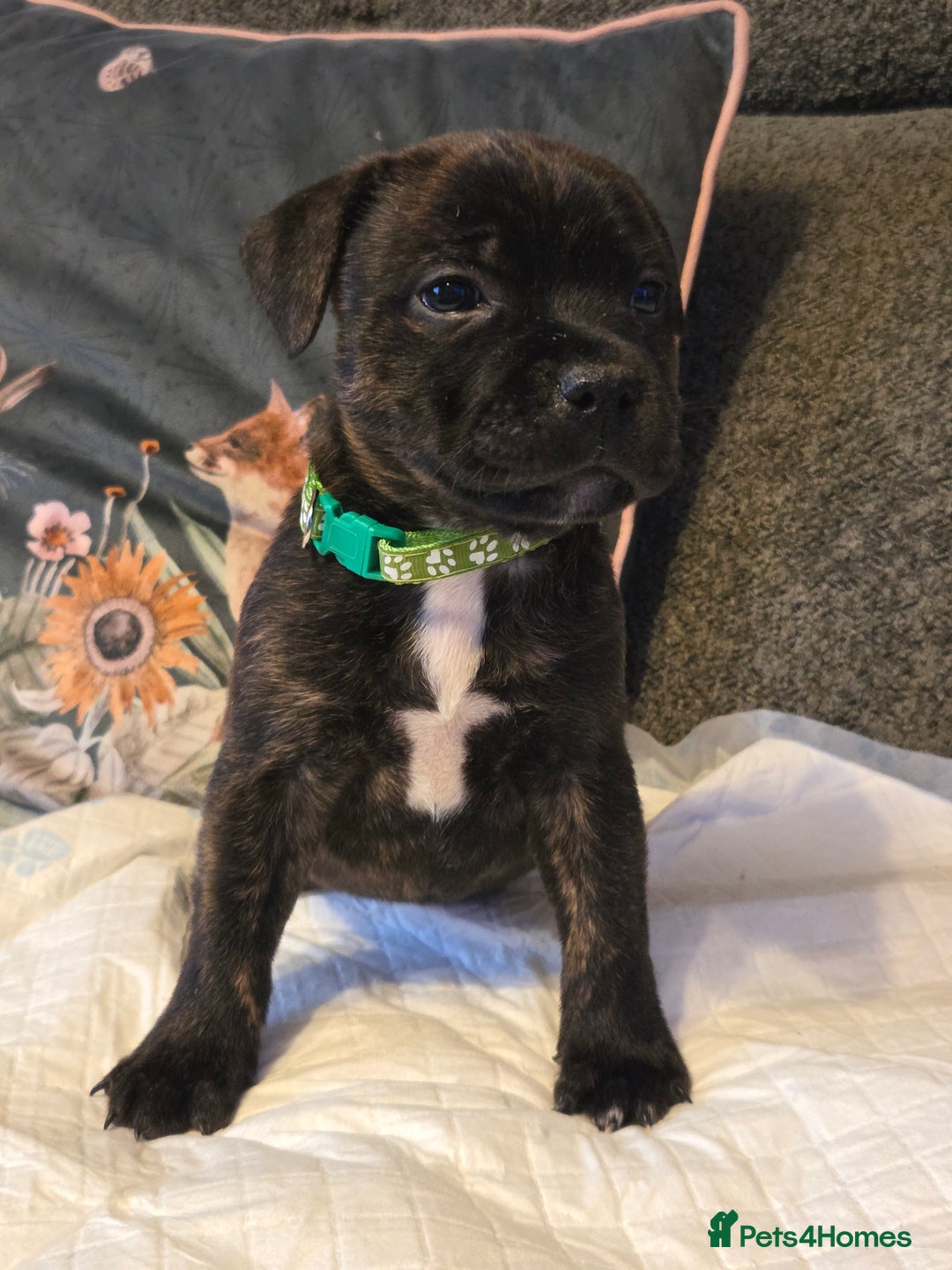 Staffordshire Bull Terrier dogs for sale: Red blue brindle Puppys Staffordshire bull terier  - Advert 25