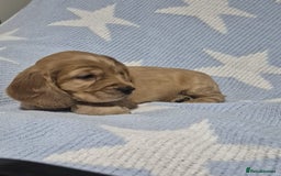 Cocker Spaniel dogs for sale: Health Tested Cocker spaniel puppies  - Advert 23