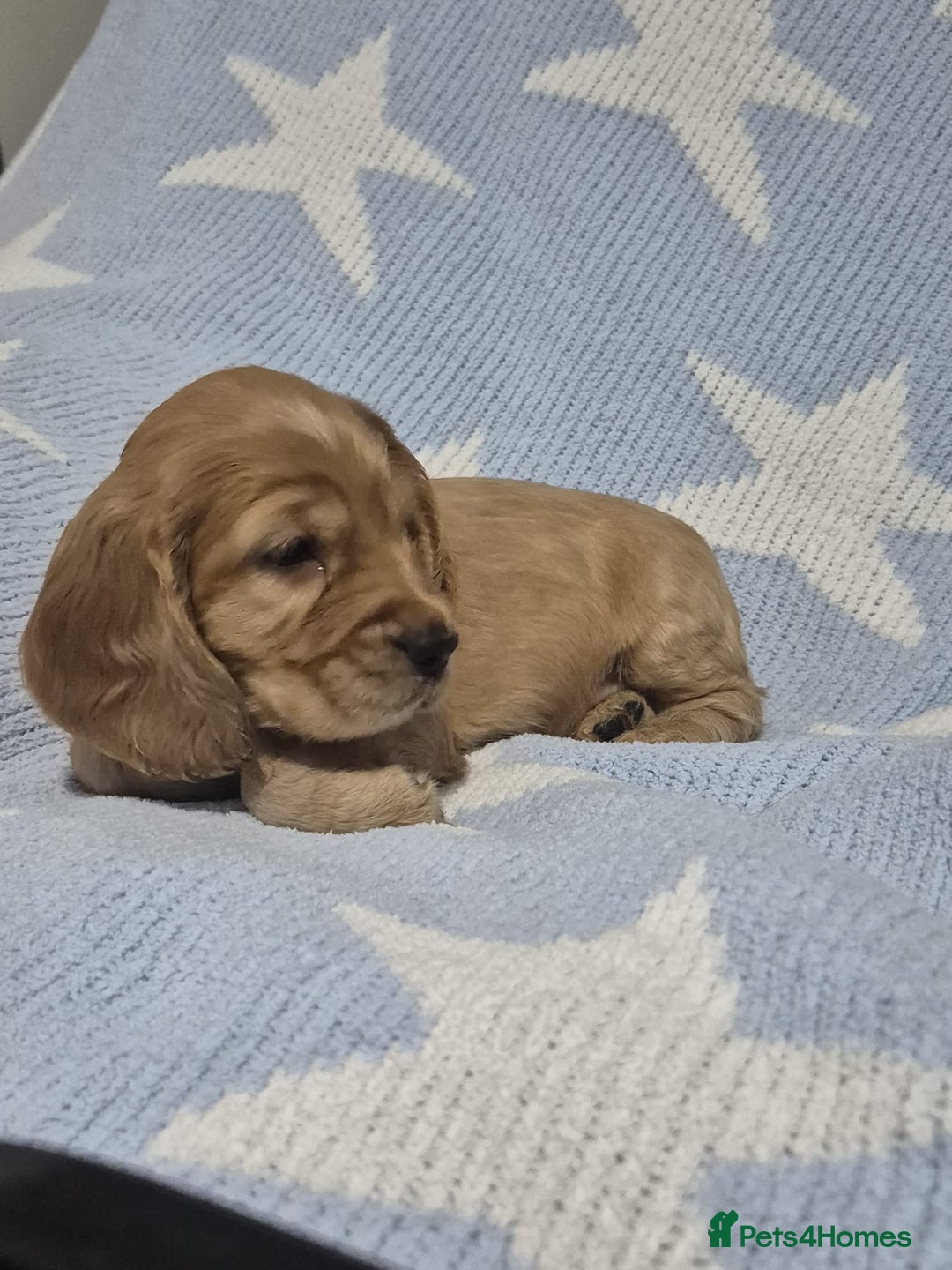 Cocker Spaniel dogs for sale: Health Tested Cocker spaniel puppies  - Advert 23