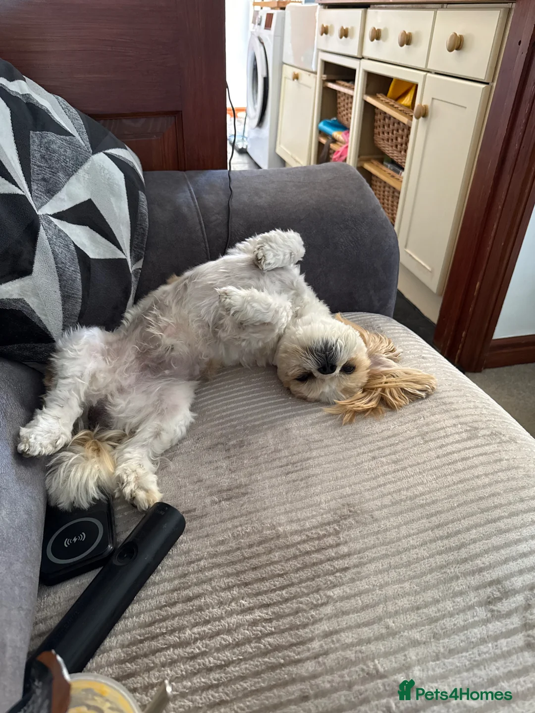 Shih Tzu dogs for stud: Imperial Shihtzu Boy available for Stud in Leicester - Advert 2