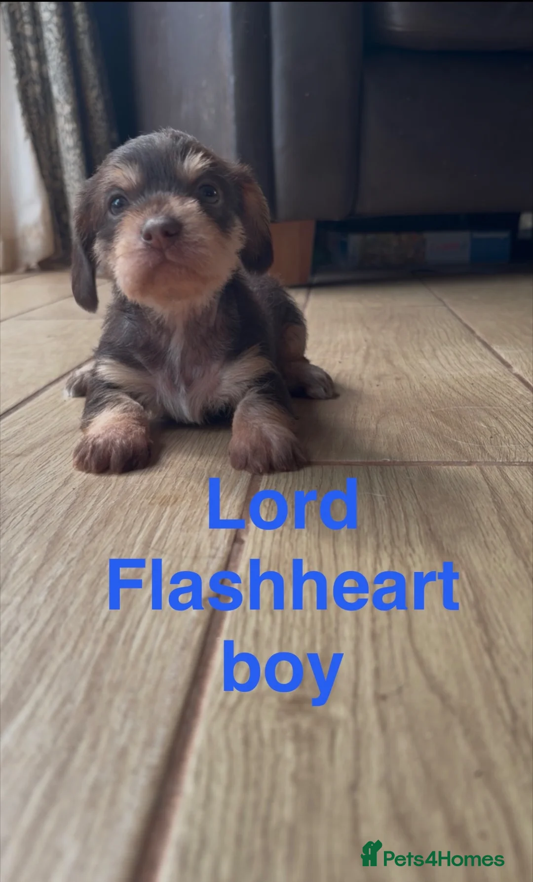 Mixed Breed dogs for sale: Chichi x mini wirehaired dachshund dna health test - Advert 36