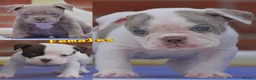 Olde English Bulldogge dogs for sale: Uk’s Longest & Most Reputable todate.  - Advert 3