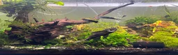 Plecos fish for sale: Juvenile bn plecos - cherry shrimp - swordtails - Advert 1