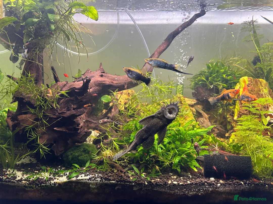 Plecos fish for sale: Juvenile bn plecos - cherry shrimp - swordtails - Advert 1