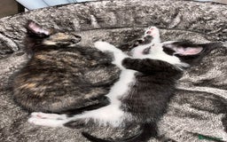 Mixed Breed cats for sale: Beautiful kittens ready for new loving homes  - Advert 10