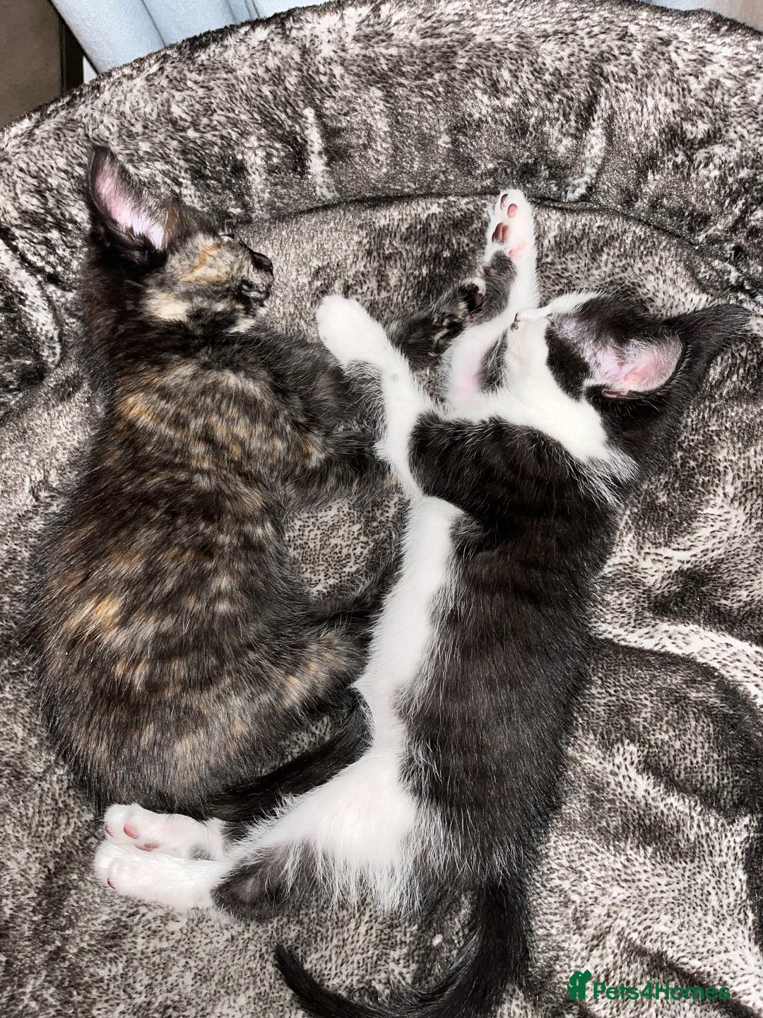 Mixed Breed cats for sale: Beautiful kittens ready for new loving homes  - Advert 10