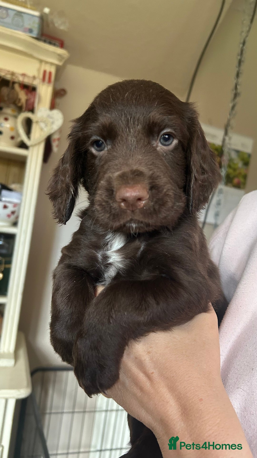 Cocker Spaniel dogs for sale: KC Working Cocker Chocolate Puppy - Image 1