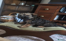 Border Terrier dogs for sale: HOME BRED GRIZZLY BORDER BOYS - Image 9