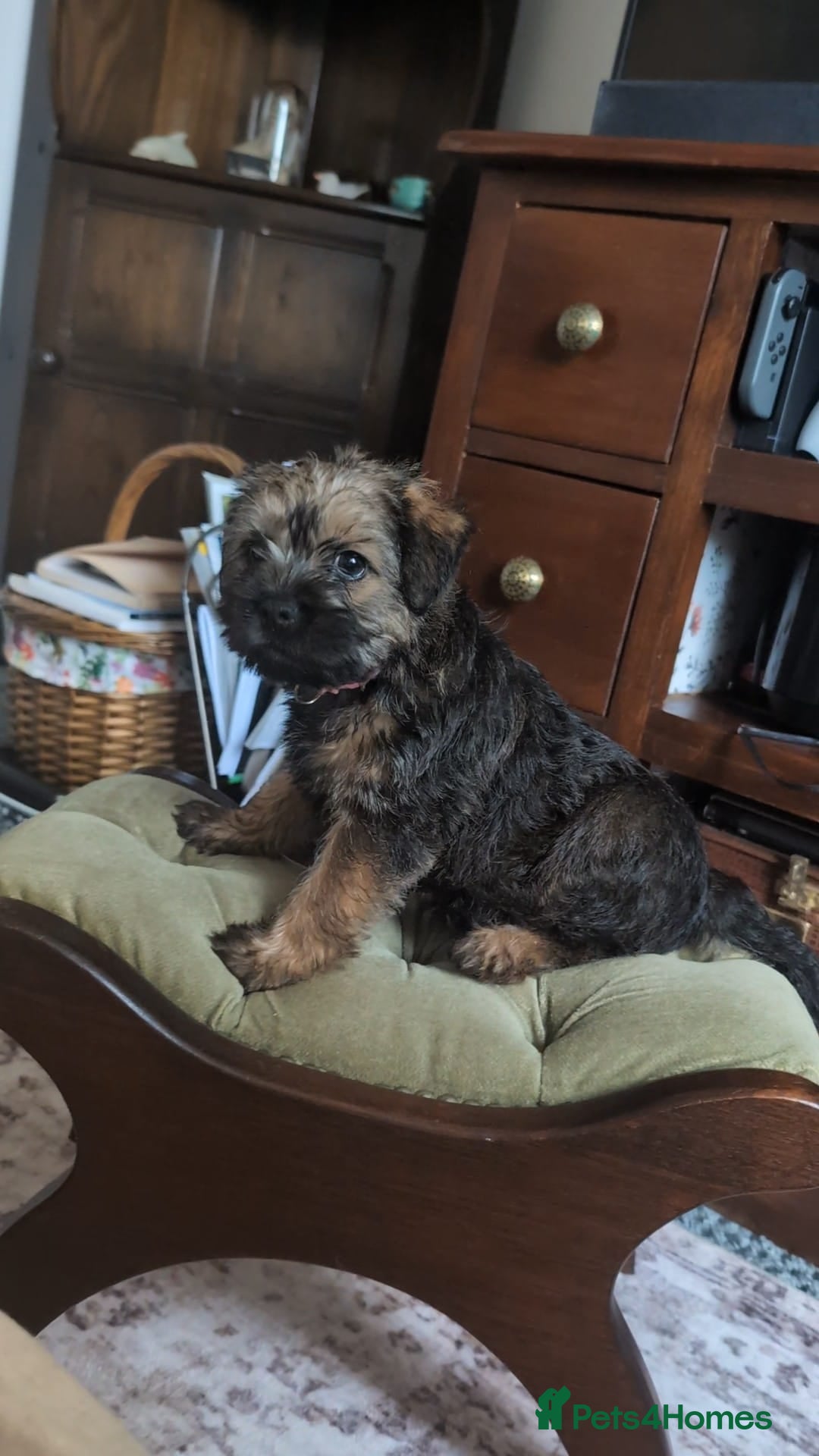 Border Terrier dogs for sale: HOME BRED GRIZZLY BORDER BOYS - Image 9