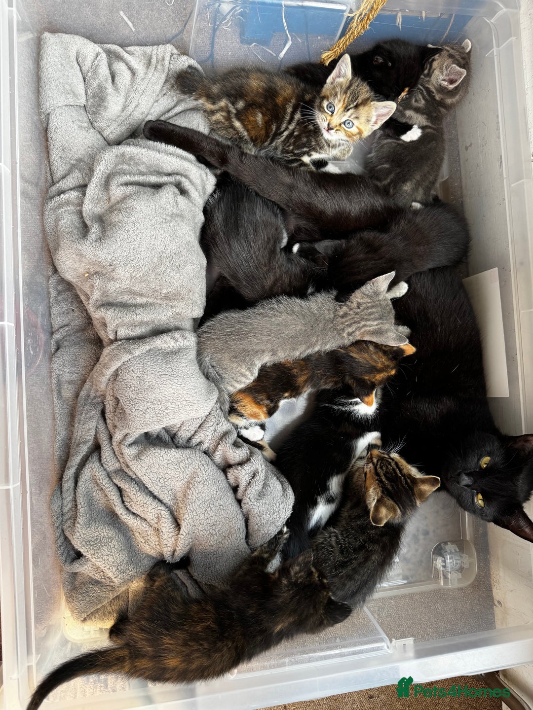 Bengal cats for sale: 11 Tortie, Tabby and Tuxedo Kittens - Image 13