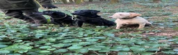 Labrador Retriever dogs for sale: KC Reg Labrador pups Working Traditional Chunky - Advert 38