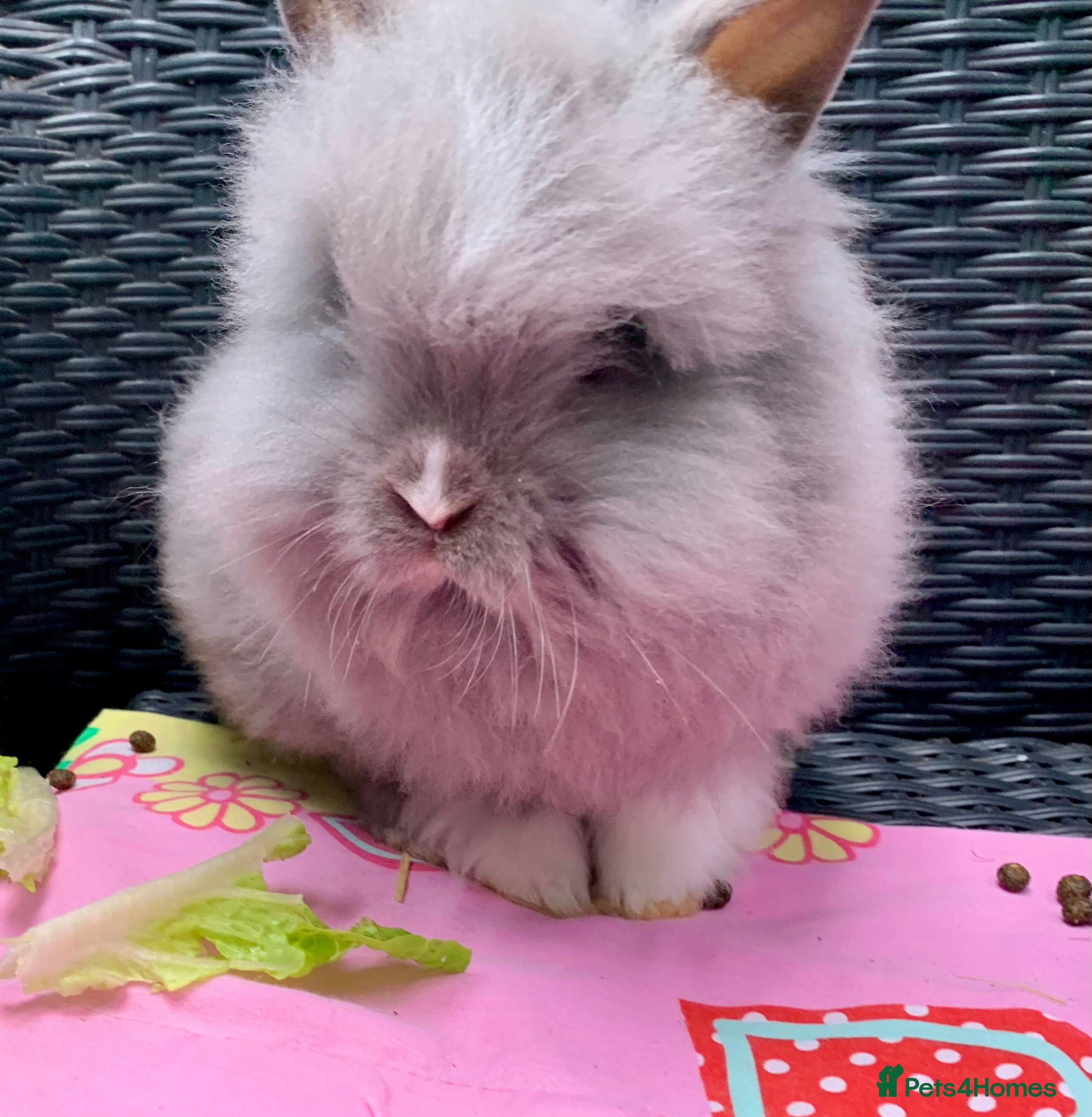 Lionhead rabbits  3 Gorgeous Double Mane Lion-head Bunnies - Advert 5