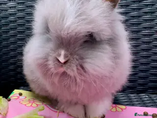 Lionhead rabbits 3 Gorgeous Double Mane Lion-head Bunnies - Advert 5