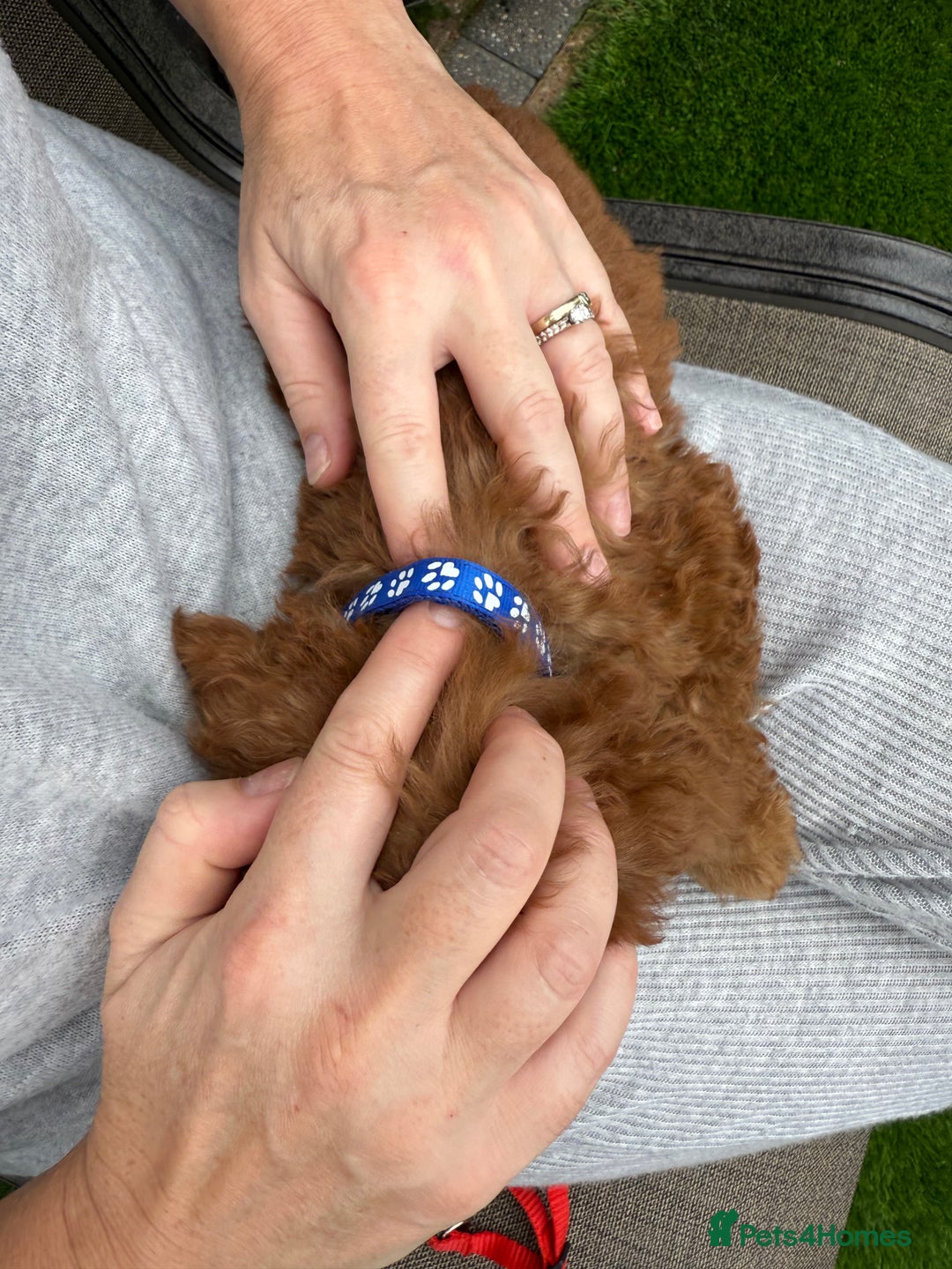 Cockapoo dogs for sale: Cockerpoo Puppies - Image 30