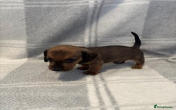 Dachshund dogs for sale: LAST 2 READY NOW Dachshund Puppies (1F, 1M) - Image 7