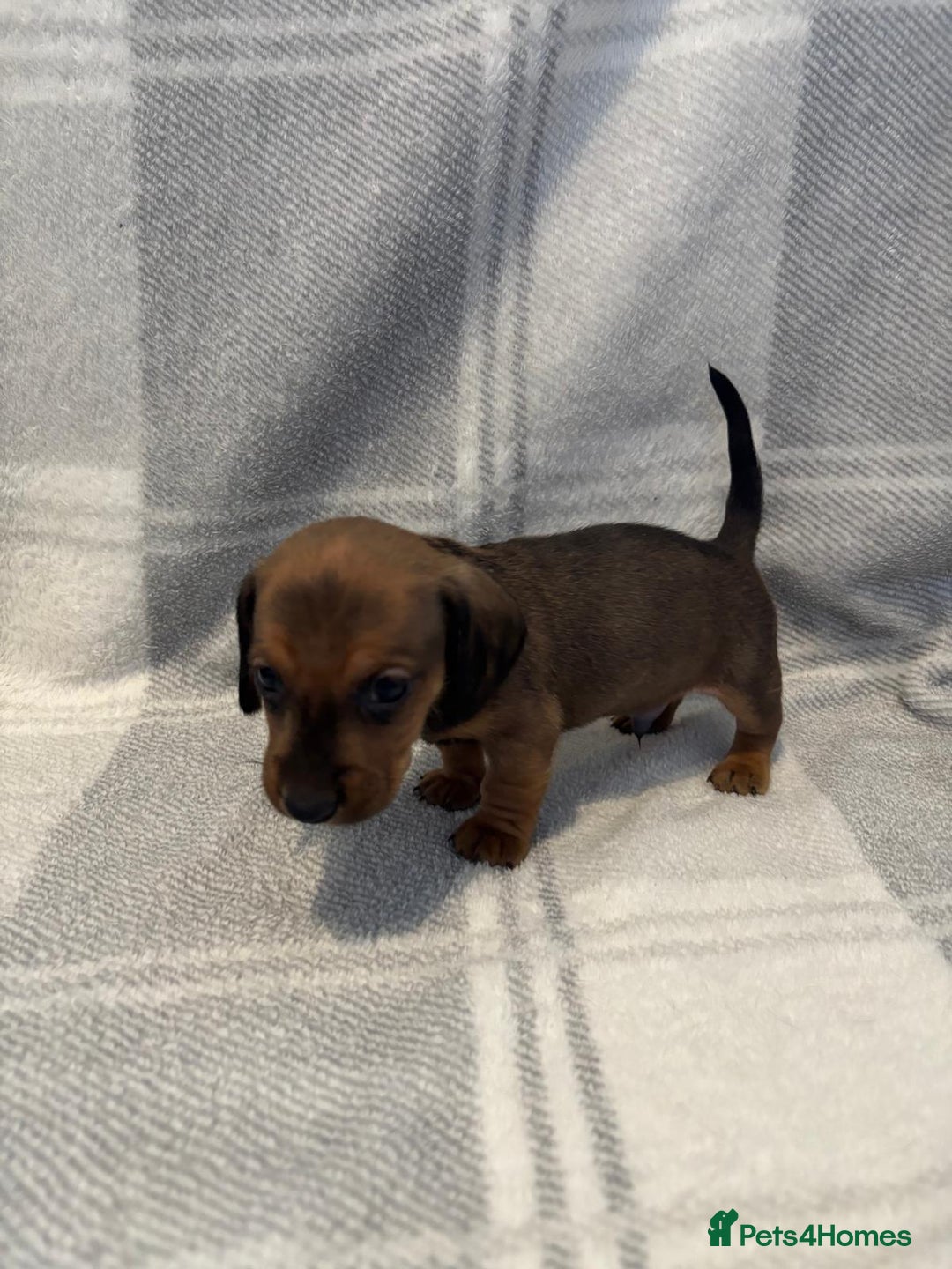 Dachshund dogs for sale: LAST 2 READY NOW Dachshund Puppies (1F, 1M) - Image 7