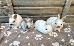 Netherland Dwarf rabbits for sale: Gorgeous Netherland dwarf bunnies  - Image 11