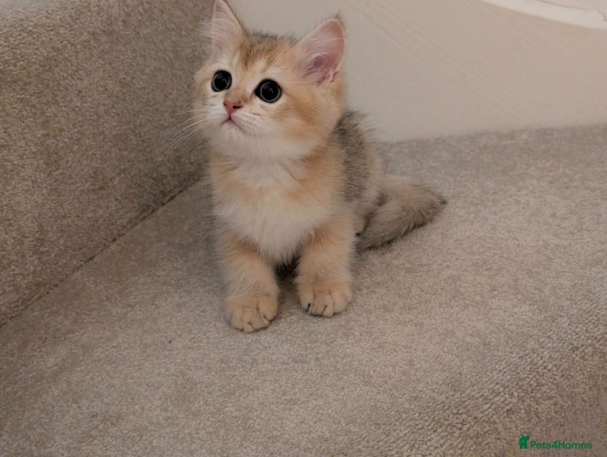 British Shorthair cats TICA British Shorthair Golden Shaded Kittens - Advert 1