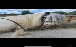 Irish Cob horses for sale: beautiful kids pony project ❤️ - Image 12